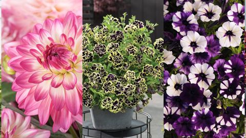 Les 5 compétiteurs du concours FleuroStar 2020 pour déterminer la plante au meilleur effet « Waouh ! ». ©Fleuroselect